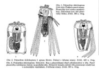 Polyarthra dolichoptera