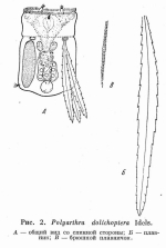 Polyarthra dolichoptera