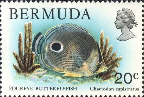 Chaetodon capistratus Chaetodon capistratus