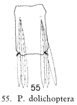 Polyarthra dolichoptera
