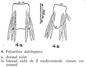 Polyarthra dolichoptera