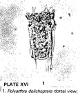 Polyarthra dolichoptera