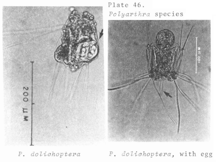 Polyarthra dolichoptera Polyarthra dolichoptera