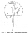 Polyarthra dolichoptera