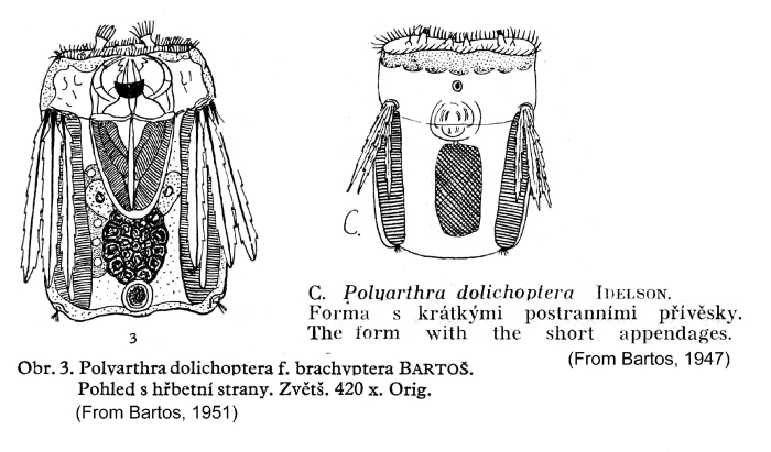 Polyarthra dolichoptera f. brachyptera - Original description image