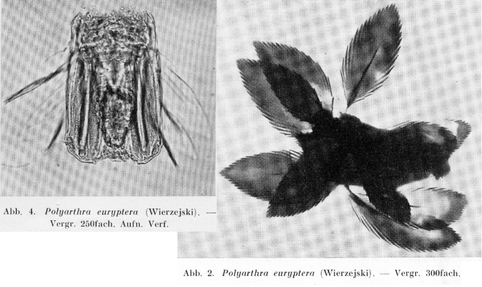 Polyarthra euryptera Polyarthra euryptera