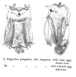 Polyarthra euryptera