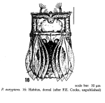 Polyarthra euryptera