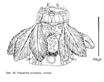 Polyarthra euryptera