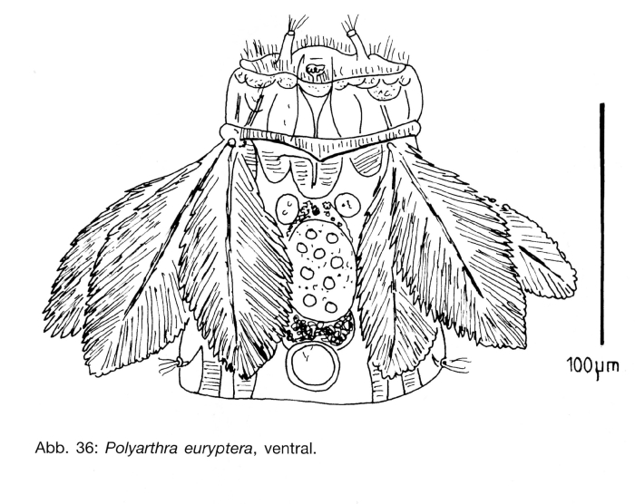 Polyarthra euryptera Polyarthra euryptera