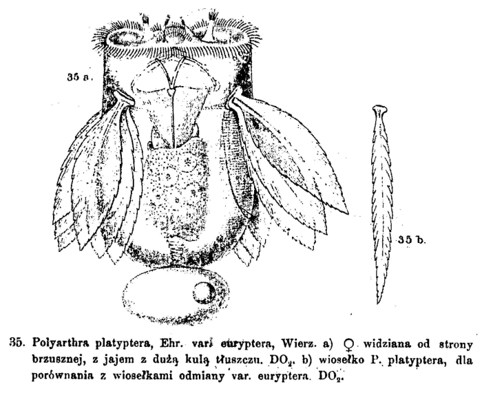 Polyarthra euryptera Polyarthra euryptera