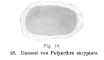 Polyarthra euryptera