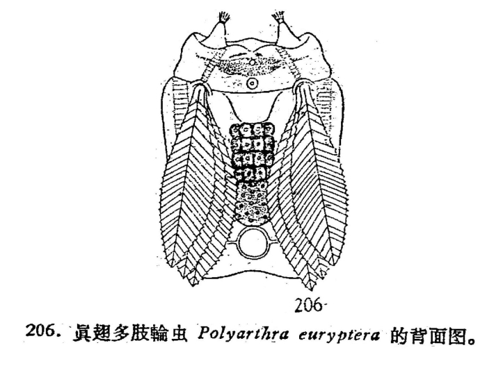 Polyarthra euryptera Polyarthra euryptera