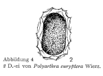 Polyarthra euryptera