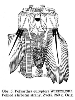 Polyarthra euryptera