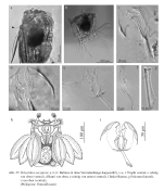 Polyarthra euryptera