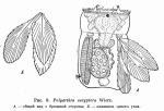 Polyarthra euryptera
