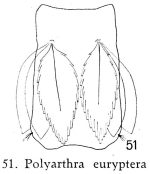 Polyarthra euryptera