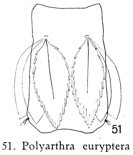 Polyarthra euryptera Polyarthra euryptera