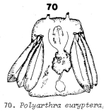 Polyarthra euryptera