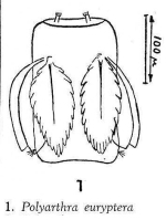 Polyarthra euryptera