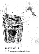 Polyarthra euryptera