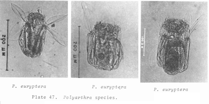 Polyarthra euryptera Polyarthra euryptera