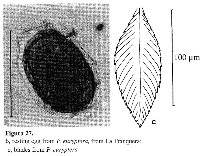 Polyarthra euryptera Polyarthra euryptera
