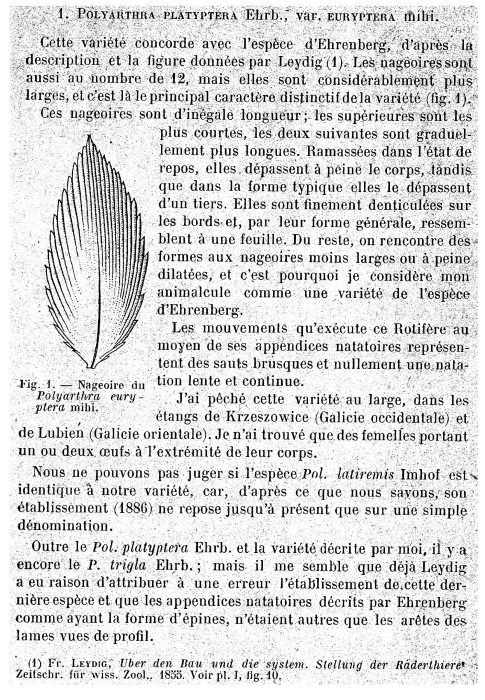 Polyarthra euryptera Polyarthra euryptera
