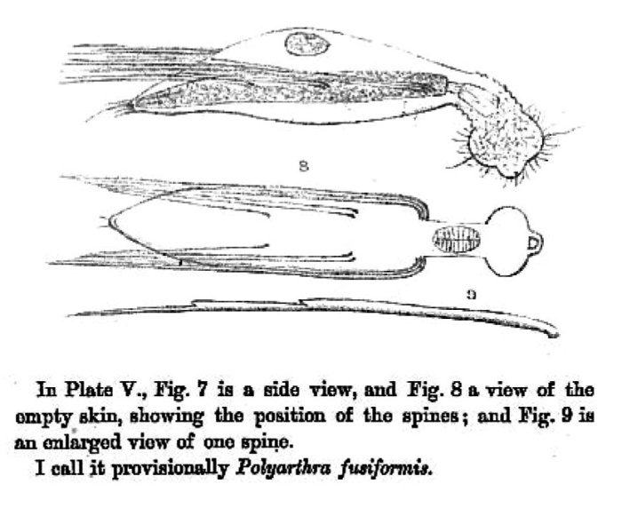 Polyarthra fusiformis - Original description image