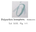 Polyarthra hexaptera - Original description image