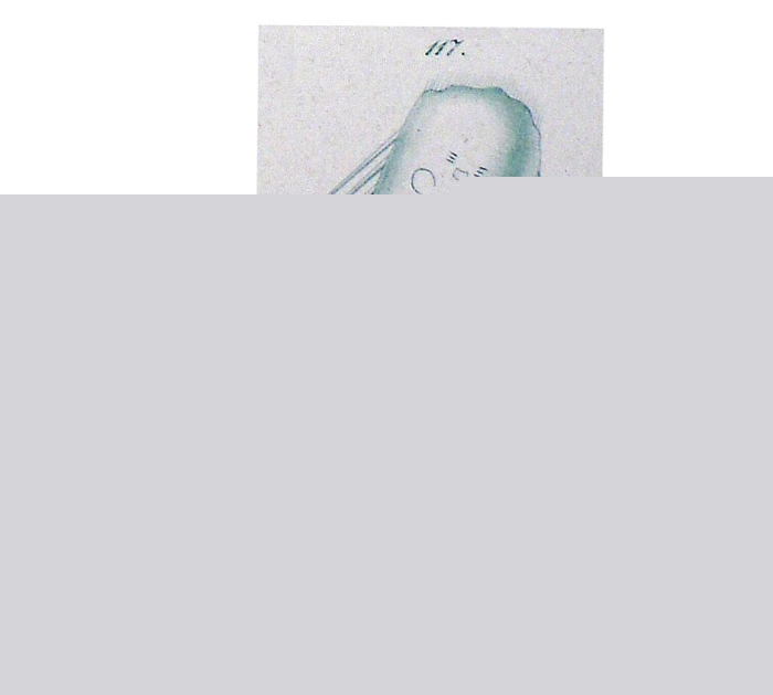 Polyarthra hexaptera - Original description image