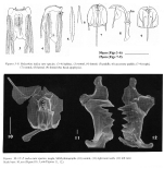 Polyarthra indica - Original description image