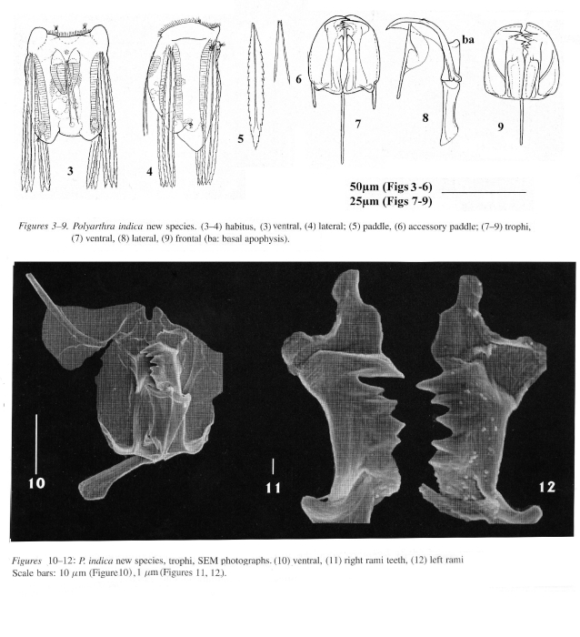 Polyarthra indica - Original description image