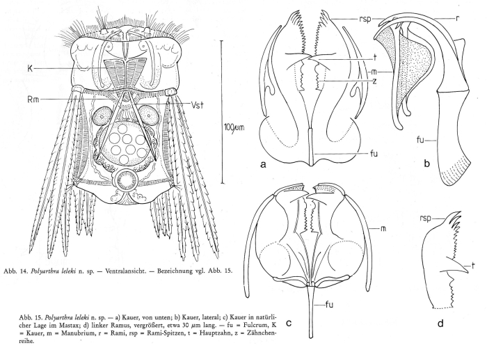 Polyarthra leleki - Original description image