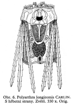 Polyarthra longiremis