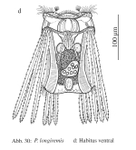 Polyarthra longiremis