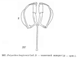 Polyarthra longiremis