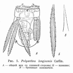 Polyarthra longiremis