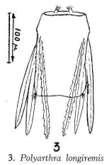Polyarthra longiremis
