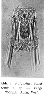 Polyarthra longiremis - Original description image