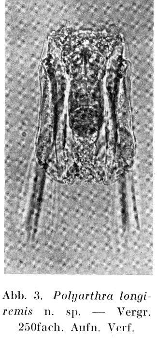 Polyarthra longiremis Polyarthra longiremis
