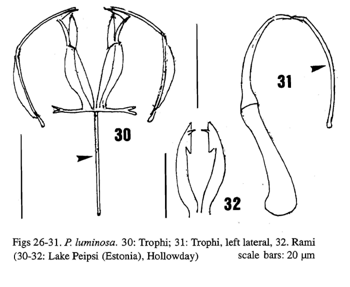 Polyarthra luminosa Polyarthra luminosa