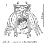 Polyarthra luminosa