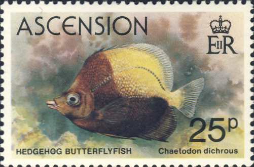 Chaetodon dichrous Chaetodon dichrous