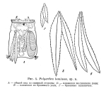 Polyarthra luminosa - Original description image