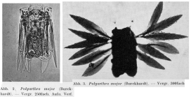 Polyarthra major