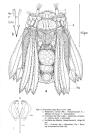 Polyarthra major