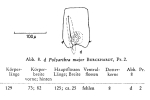 Polyarthra major