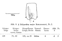 Polyarthra major